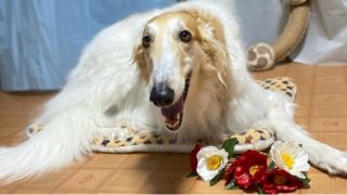 Dog Salon mofu mofu