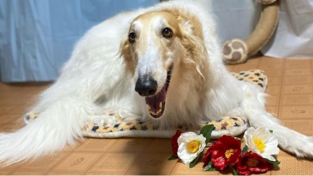 Dog Salon mofu mofu