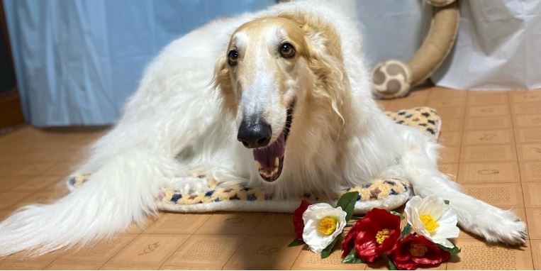 Dog Salon mofu mofu